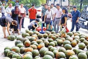 吃瓜社区官方,官方视角下的热门事件追踪与深度解读