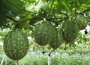 吊瓜多大可以摘种吃瓜,何时收获美味佳肴