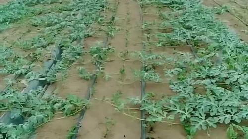 开封冬天吃的瓜,冬日暖阳下的开封特色瓜果盛宴