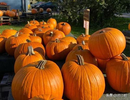 吃瓜群众最喜欢吃的6种瓜,揭秘吃瓜群众的最爱六款瓜王