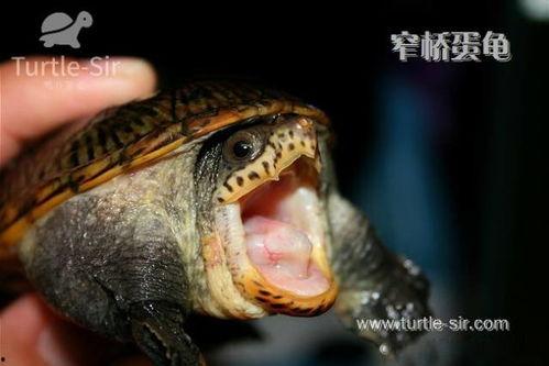 网红窄桥龟,跨越网络，龟速走红的故事