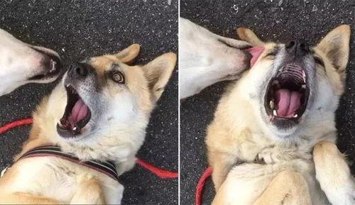 帝师骂网红狗视频,网络暴力与道德底线