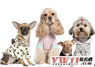 会写字的网红狗狗名字