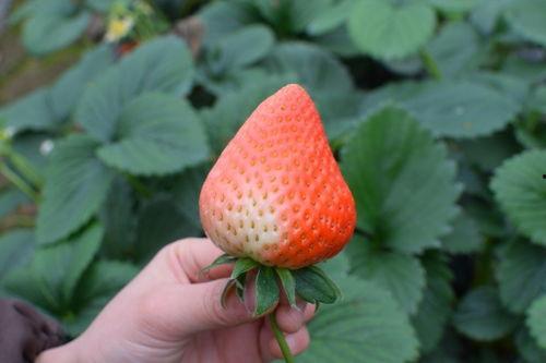 别人吃瓜你吃草莓,见证他人吃瓜，我独享草莓时光