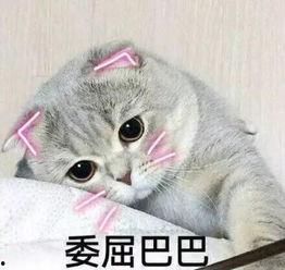 娱乐吃瓜君七七的折耳猫